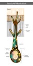 Structure Odontoblast. Odontoblast process Illustration of polarized odontoblasts.