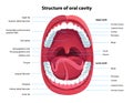 Structure of oral cavity. Human mouth anatomy Royalty Free Stock Photo