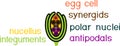 Structure of ovule of angiosperm plants with megagametophyte