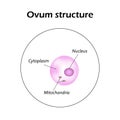 The structure of the ovum. Infographics. Vector illustration