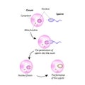 The structure of the ovum. The introduction of sperm into the ovum.