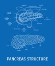 Structure of a Pancreatic Gland. Vector