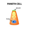 The structure of Paneth cells. Davidoff`s cell. fographics. Vector illustration on isolated background. Royalty Free Stock Photo