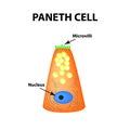 The structure of Paneth cells. Davidoff`s cell. fographics. Vector illustration on isolated background.