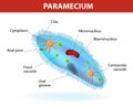 Structure of a paramecium Royalty Free Stock Photo
