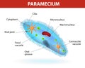 Structure of a paramecium