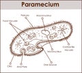 The structure of Paramecium saudatum