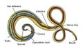 Structure of parasitic roundworm Trichuris trichiura, or whipworm Royalty Free Stock Photo