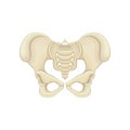 Structure of pelvic bones. Lower part of the trunk of the human body. Graphic design for medical poster or educational