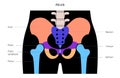 Human pelvis joints