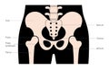 Human pelvis joints