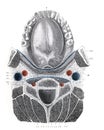 The structure of the pharynx with teeth and tongue in the old book The Human Body, by K. Bock, 1870, St. Petersburg