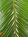 the structure of the pilgrim fern tree leaf