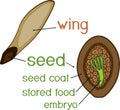 Structure of pine seed with titles