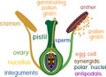 Structure of pistil and stamens in the section at the time of double fertilization