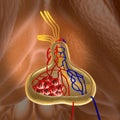 Structure of pituitary