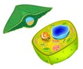 Structure of a plant cell. Cells present in green plants, photosynthetic eukaryotes. Leaf Cross Section Plant