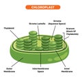 The Structure Of Plant Chloroplast Royalty Free Stock Photo