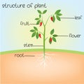 Structure of plant