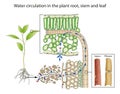 Water circulation in the plant root, stem and leaf Royalty Free Stock Photo