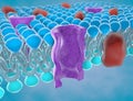 Structure of the plasma membrane Royalty Free Stock Photo