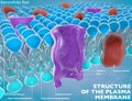 Structure of the plasma membrane Royalty Free Stock Photo