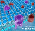 Structure of the plasma membrane Royalty Free Stock Photo