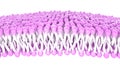 Structure of the plasma membrane of a cell. Lipids and fats
