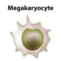 The structure of platelets. Platelets are a blood cell. myeloid, stem, cell, megakaryocyte, megakaryoblast. Infographics