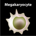 The structure of platelets. Platelets are a blood cell. myeloid, stem, cell, megakaryocyte, megakaryoblast. Infographics