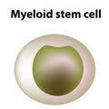 The structure of platelets. Platelets are a blood cell. myeloid, stem, cell, megakaryocyte, megakaryoblast. Infographics