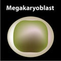 The structure of platelets. Platelets are a blood cell. myeloid, stem, cell, megakaryocyte, megakaryoblast. Infographics