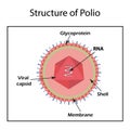 The structure of the polio virus. Enterovirus. Royalty Free Stock Photo