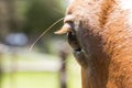 Horses eye closeup.