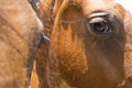 Horses eye closeup.