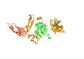 The structure of the protein molecule, an activator of angiogenesis