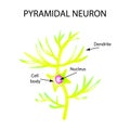 The structure of the pyromidal neuron. Nerve cell. Infographics. Vector illustration on background