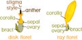 Structure of ray zygomorphic and actinomorphic disk flowers from inflorescence flower head or pseudanthium with titles