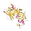 Structure of recombinant human renin