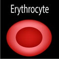 The structure of the red blood cell. Erythrocyte blood cell. The structure of the erythrocyte. Infographics. Vector