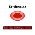 The structure of the red blood cell. Erythrocyte. Vector illustration Royalty Free Stock Photo