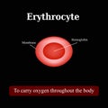 The structure of the red blood cell. Erythrocyte. Vector illustration