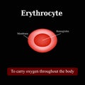 The structure of the red blood cell. Erythrocyte. Vector illustration Royalty Free Stock Photo