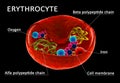 Red blood cell structure