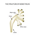 Structure of the renal pelvis. Infographics Vector illustration on isolated background