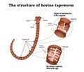 The structure of the reproductive organs of bovine tapeworm. Infographics. Vector illustration on isolated background