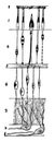 Structure of the Retina vintage illustration