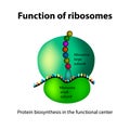 The structure of the ribosome. Functions. Infographics. Vector illustration on isolated background