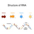 Structure of RNA