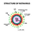 The structure of rotavirus. Infographics. Vector illustration on isolated background.